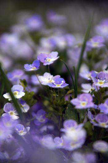 Alpen Natur Blüten  