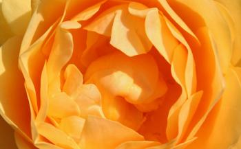 Orange Blüten  