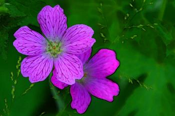 Strahlen Blumen  