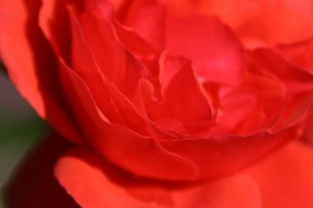 Blume Rot Schatten  