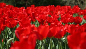 Rot Tulpen Mohn  