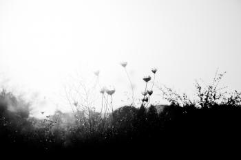 Schwarzweiss Mittelmeer Blumen  