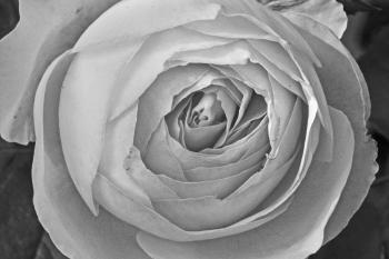 Schwarzweiss Rosen Garten  