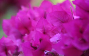 Blüten Pink  