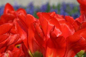 Frühlingsblumen Garten Rote  