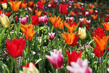 Wiese Tulpen  