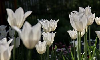 Garten Tulpen  