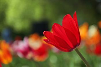 Rot Frühling Blume  