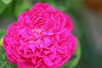Rosarote Gartenblumen  