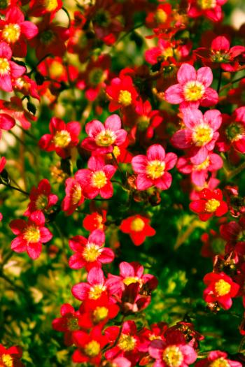 Sommer Blüten  