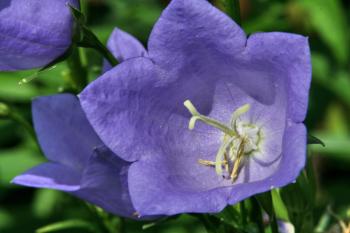 Glockenblumen Gartenblumen  