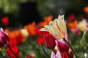 Pflanzen Blumen Tulpen  