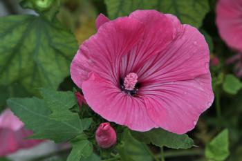 Sommer Blumen  