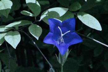 Schatten Glockenblumen Garten  