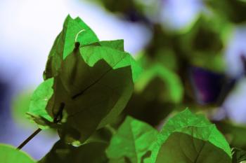 Vegetation Pflanzen Bougainvillea  