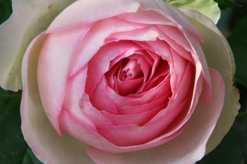 Rosa Gartenblumen  