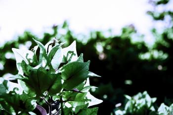 Vegetation Bougainvillea  