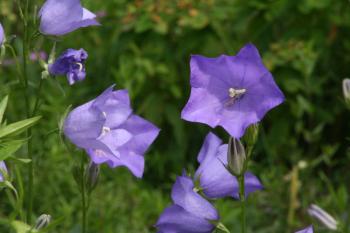 Glockenblumen Sommer Natur  