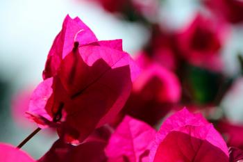 Vegetation Rosarote Pinke  