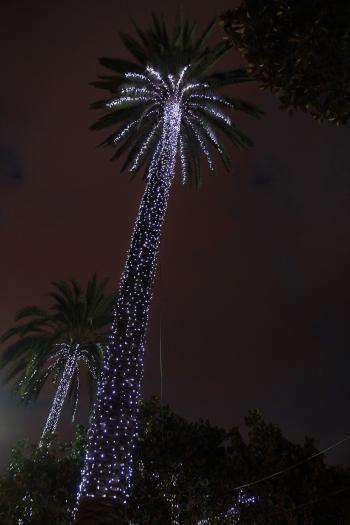 Leuchtende Palmen  