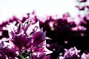 Violette Vegetation  