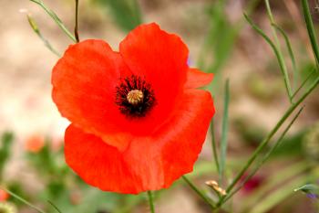 Leuchtend Rot Mohn  