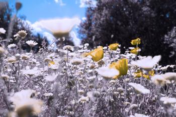 Freude Mohn Mediterrane  