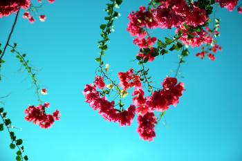 Pflanzen Blumen  