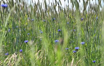 Natur Grün Wiese  