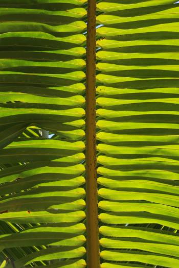 Vegetation Blattstrukturen Palmen  