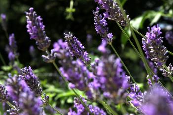 Mediterrane Lavendel Natur  