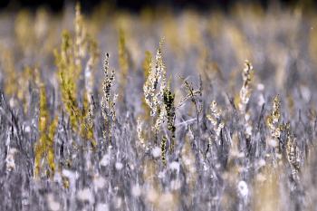 Pflanzen Natur Gräser  