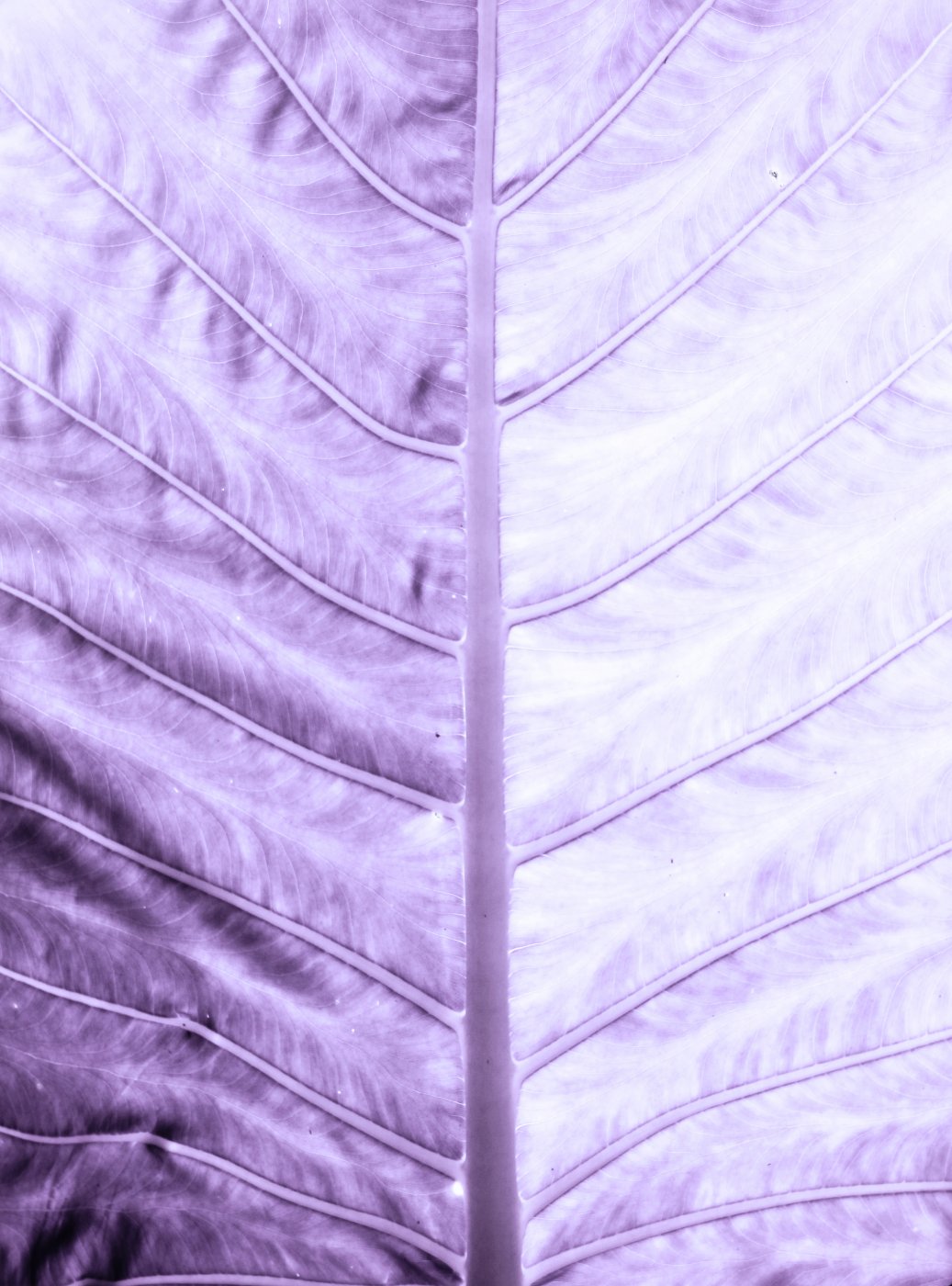 DAL0160