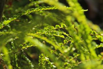 Vegetation Urwald Pflanzen  