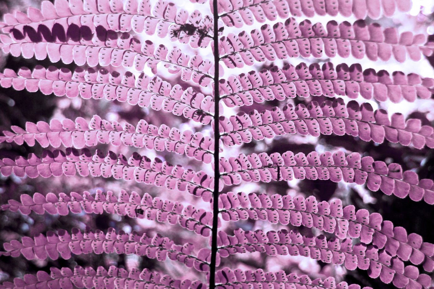DAL0184