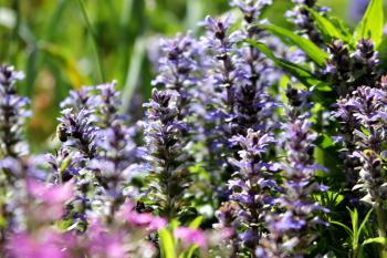 Gartenblumen Natur  