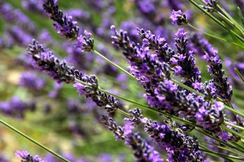 Lavendel Leuchtend  