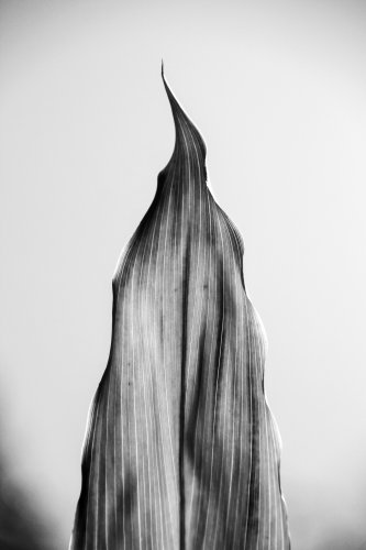 DAL0231