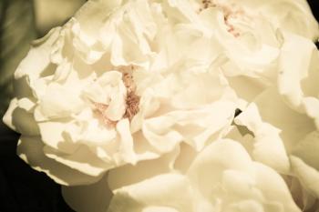 Weiße Blüten  