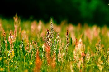 Gräser Pflanzen Natur  