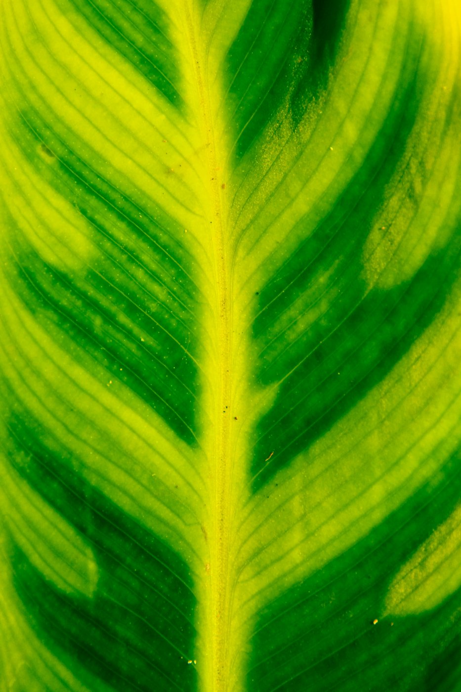 DAL0241