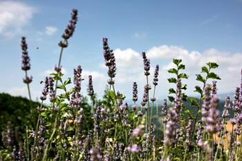 Lavendel Natur  
