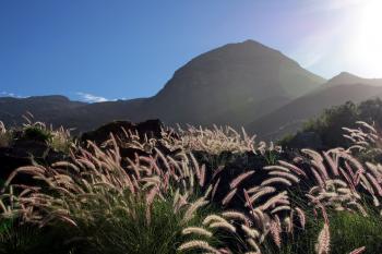 Pflanzen Vegetation  