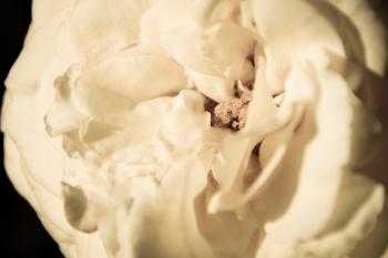 Weiße Rosen Blumen  