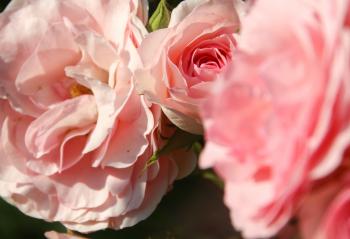 Rosarote Rosen Blumen  
