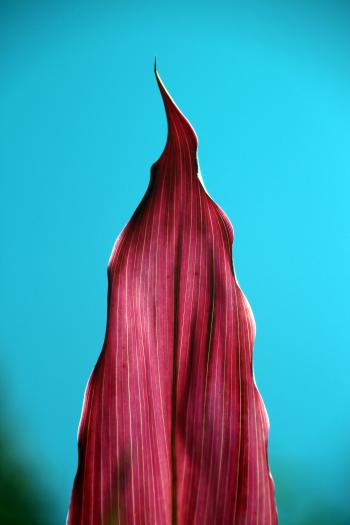 Vegetation Rote Pflanzen  