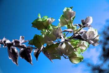 Vegetation Bougainvillea  