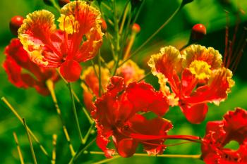 Blumen Rote Pflanzen  