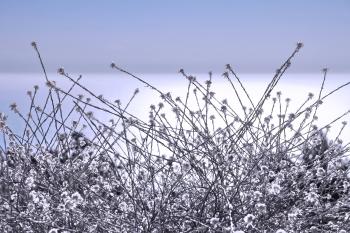 Vegetation Spanien Pflanzen  