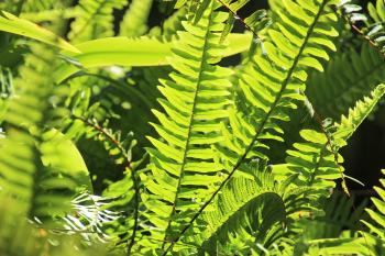 Vegetation Grüne  